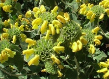 Salvione giallo